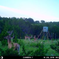 Deer3