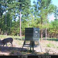146 Acres PR 8079 Ben Wheeler