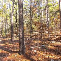 Secluded Unrestricted Kiamichi Wilderness Building Lot on Edge of Shorty Creek Pushmataha County OK 5 AC images 4