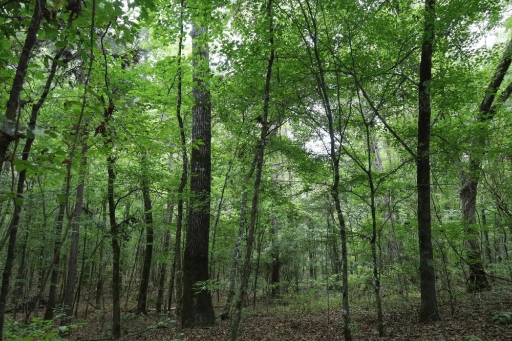 LA - Caldwell 9.5 acres - featured image