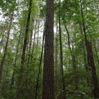 LA - Caldwell 9.5 acres - images 5