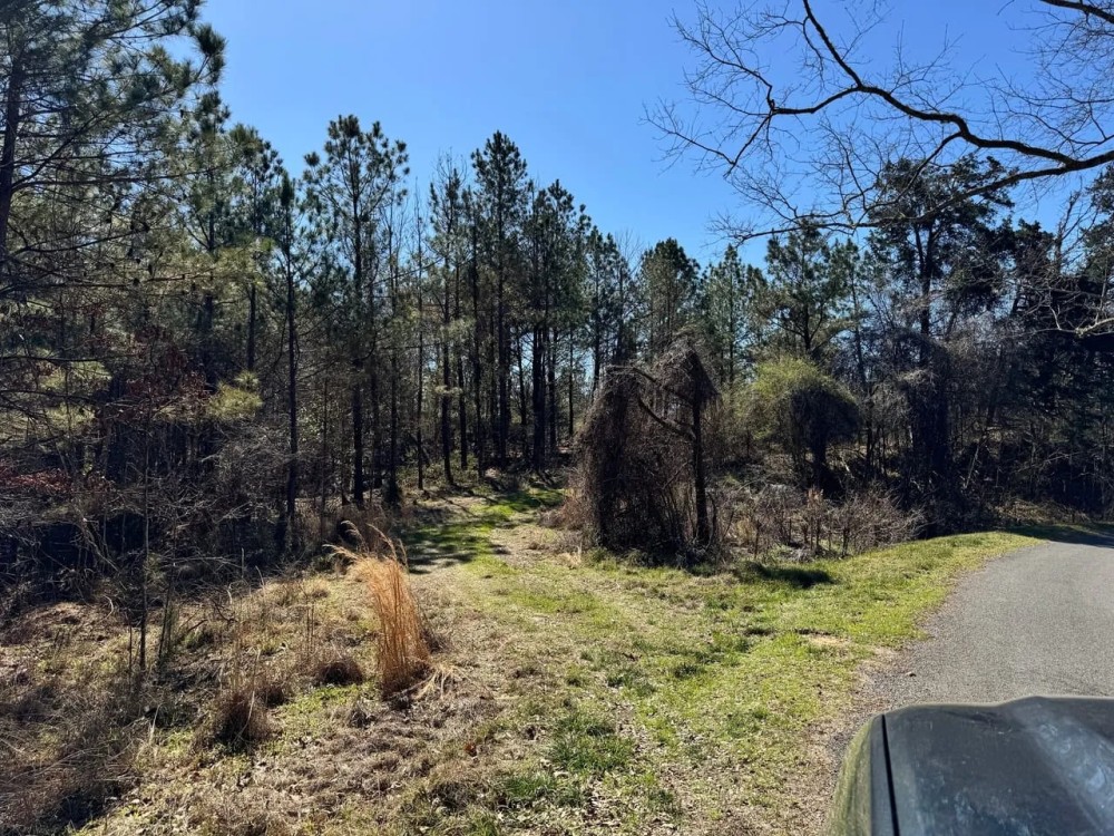 600 Acres Claiborne County Hunting Land Timber Investment featured image
