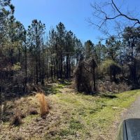600 Acres Claiborne County Hunting Land Timber Investment