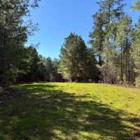 600 Acres Claiborne County Hunting Land Timber Investment images 2