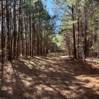 600 Acres Claiborne County Hunting Land Timber Investment images 3