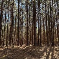 600 Acres Claiborne County Hunting Land Timber Investment images 4