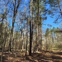 600 Acres Claiborne County Hunting Land Timber Investment images 5