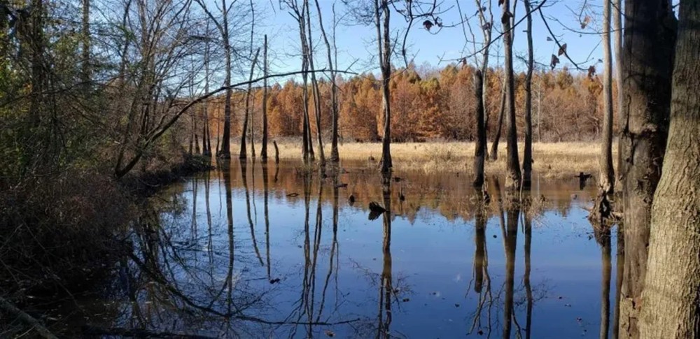 250 AG LAND TN RIVER BOTTOM. NATURAL SLOUGH DUCK DEER AND TURKEY featured image