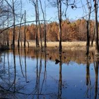 250 AG LAND TN RIVER BOTTOM. NATURAL SLOUGH DUCK DEER AND TURKEY