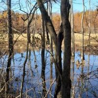 250 AG LAND TN RIVER BOTTOM. NATURAL SLOUGH DUCK DEER AND TURKEY images 4
