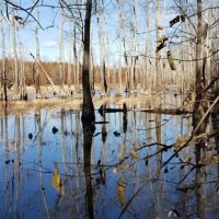 250 AG LAND TN RIVER BOTTOM. NATURAL SLOUGH DUCK DEER AND TURKEY images 5