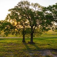 465 Acres Donie Texas Premier Recreational Cattle Ranch with Custom Log Home images 2