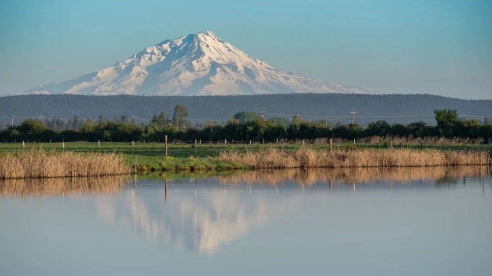 Island Ranch Pasture featured image