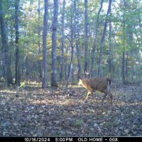 St. Francois Deer and Recreation tract 3 images 5