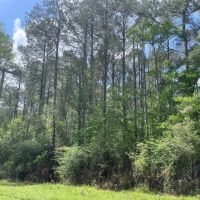 Amite County 38.6 Acres For Sale images 4