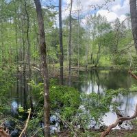 Amite County 38.6 Acres For Sale images 5