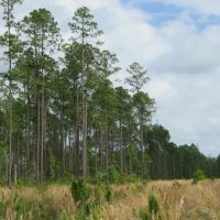 Mill Owners Tract
