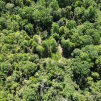 Deer and Turkey Property in Pike County MS images 3
