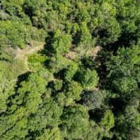 Deer and Turkey Property in Pike County MS images 4