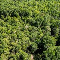 Deer and Turkey Property in Pike County MS images 5