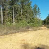 LA - Catahoula 65 acres - images 3