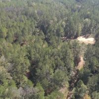 LA - Catahoula 65 acres - images 4