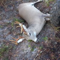 Thomasville killed deer 2