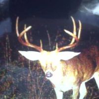 Thomasville nice deer