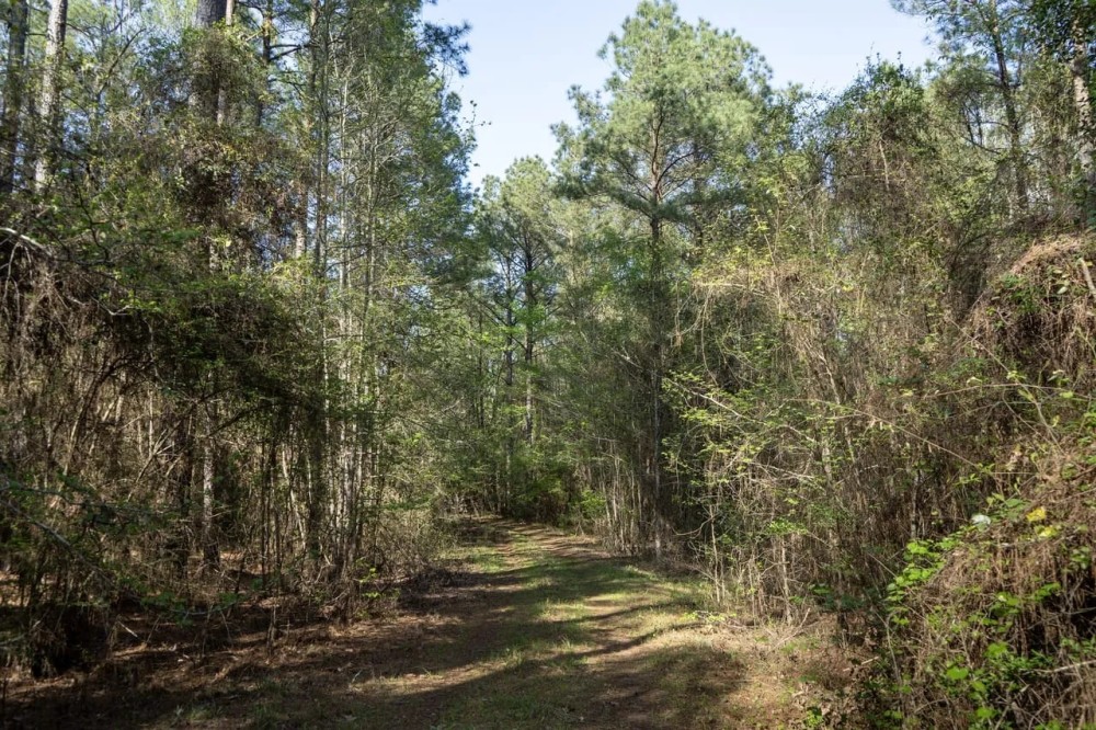 Longstraw 37 Tract 3 Jackson Parish Timberland featured image