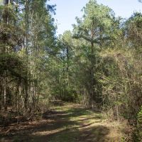 Longstraw 37 Tract 3 Jackson Parish Timberland