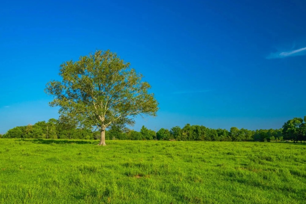 312 T Ranch featured image