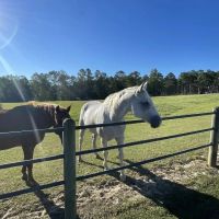 373 Acres Honor Hill Farm in Pearl River County in Poplarville MS images 3