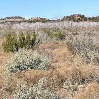 New Listing 100 Acres Taylor County