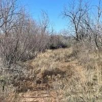 New Listing 100 Acres Taylor County images 2