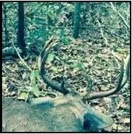 847 Acres in Tallahatchie County in Cascilla MS Poplar Springs Ranch images 3