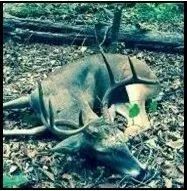847 Acres in Tallahatchie County in Cascilla MS Poplar Springs Ranch images 5