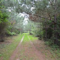 173 Acres of Prime Hunting Land Etoile Texas Nacogdoches County images 2