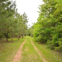 173 Acres of Prime Hunting Land Etoile Texas Nacogdoches County images 3