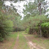 173 Acres of Prime Hunting Land Etoile Texas Nacogdoches County images 4