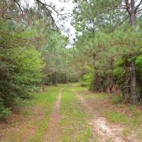 173 Acres of Prime Hunting Land Etoile Texas Nacogdoches County images 5