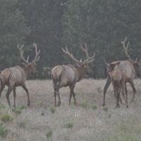 4-Day Trophy Whitetail and Rocky Mtn. Elk Packages on Private Ranch