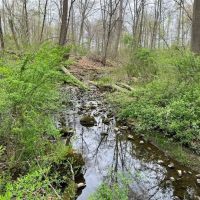 Etown Woodlands