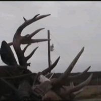 22 acre Private Hunting Lease yearly turkey bear deer coyote fox