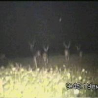 Bigdeers1