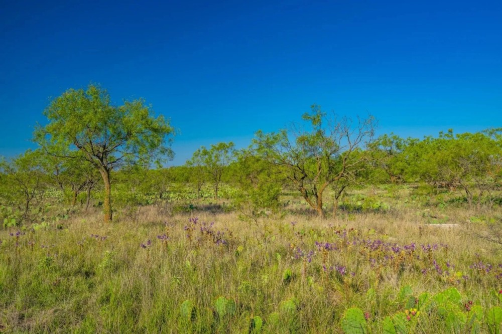 Lasater Ranch featured image