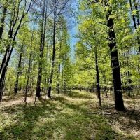 69 Acres For Sale Starkville MS images 2
