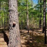 69 Acres For Sale Starkville MS images 3