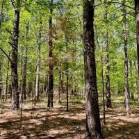 69 Acres For Sale Starkville MS images 4