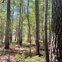 69 Acres For Sale Starkville MS images 5