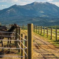 Silver Brand Ranch
